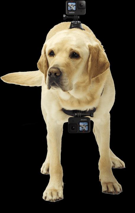 Produktbild GoPro Fetch Hundegeschirr (Hero 7, Universal, Osmo Action)