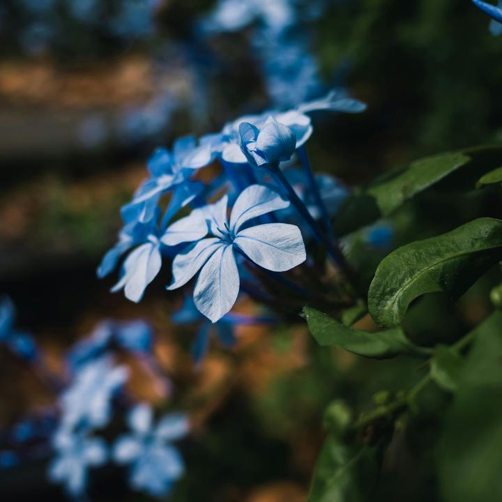 Actual product image Plant in a Box Plumbago auriculata - Set of 6 Male Loyalty (25 cm)