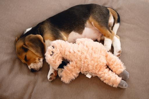 Immagine prodotto Beeztees Giocattoli da coccole e simulatore di battito cardiaco (Giochi per cuccioli, Cane di peluche)