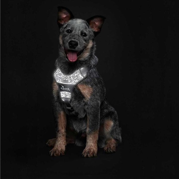 Actual product image Hunter Harness Divo Reflect nylon polyester (L, Dog, General)