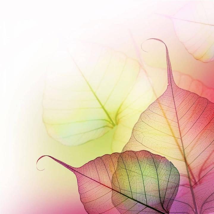 Immagine prodotto Trenddeko Design Rosa (288 x 300 cm)