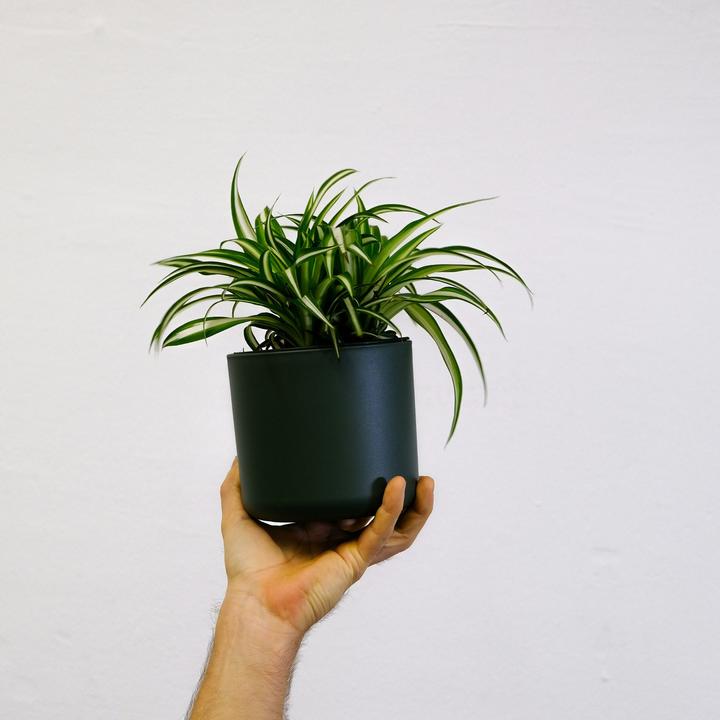 Image du produit Plant in a Box Chlorophytum comosum 'Atlantic' - Lot de 6 lis verts (25 cm)