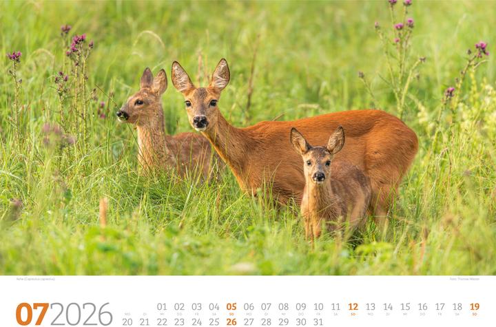 Actual product image Tierwelt Wald Kalender 2026 (45 x 33 cm, Hardcover, German)