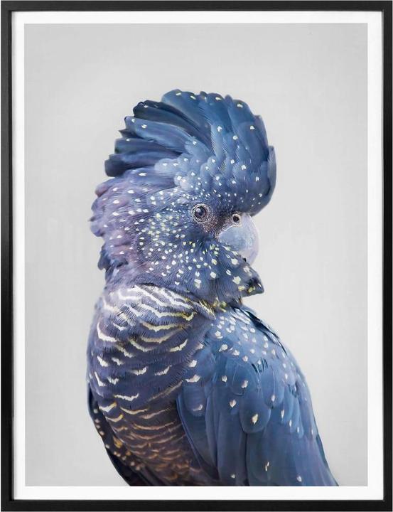 Actual product image Trenddeko Blue cockatoo (60 x 80 cm)