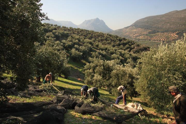 Immagine prodotto Venta del Barón Aceto PX 500ML + Olio Extra Vergine di Oliva 500ML (1000 ml)