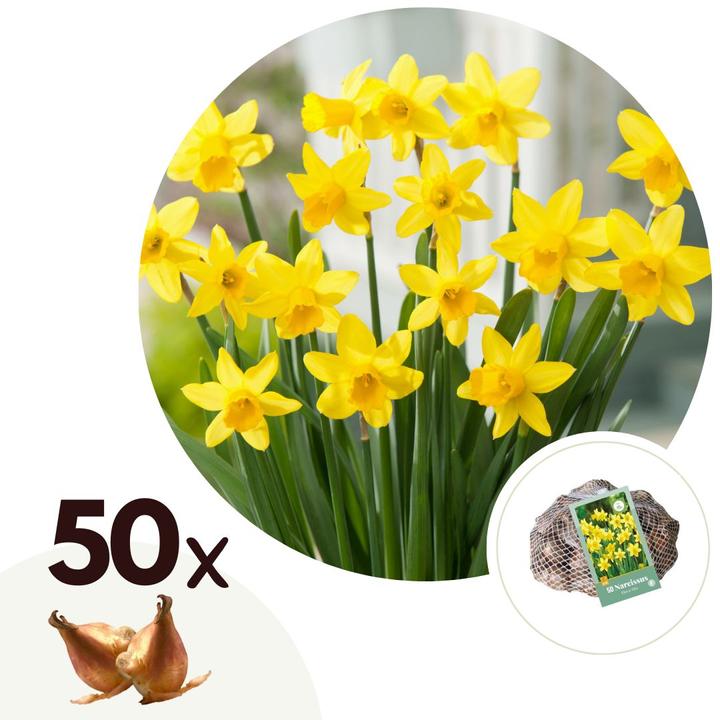 Produktbild Plant in a Box Narcissus Tête-à-Tête - 30er-Set Narzissenzwiebeln