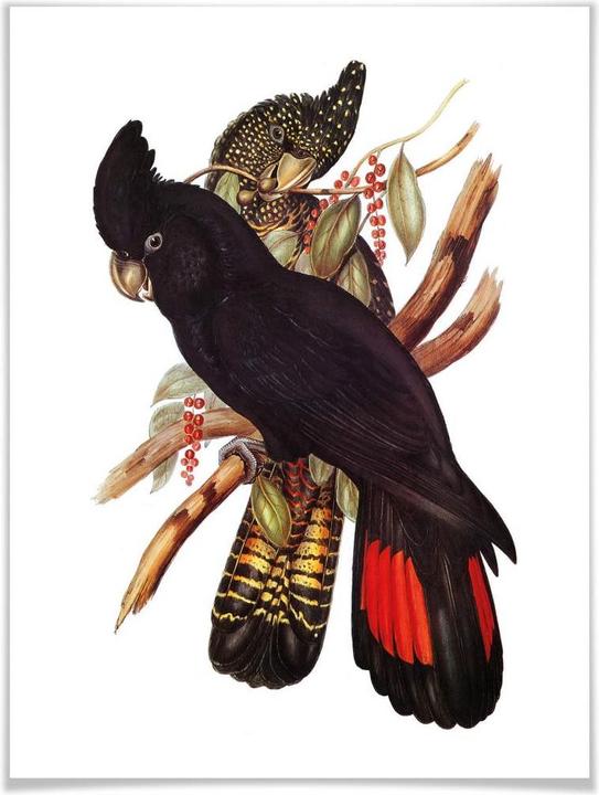 Actual product image Trenddeko Black Cockatoo (40 x 50 cm)
