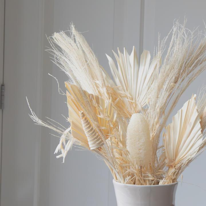 Actual product image Plant in a Box Luffa, Palm Spear, Broom grass, Palm Sun, Oat grass, Cane Cone, Babla - (60 cm)