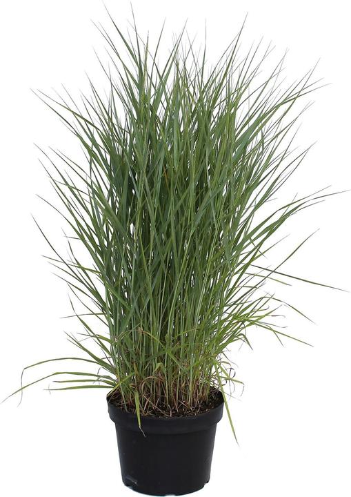 Actual product image Zulauf Switchgrass / Panicum virgatum Prairie Sky (40 cm)