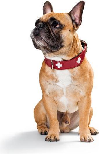 Image du produit Hunter Suisse (Chien, Sport canin)