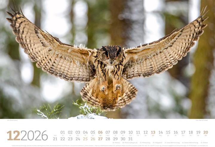 Actual product image Tierwelt Wald Kalender 2026 (45 x 33 cm, Hardcover, German)