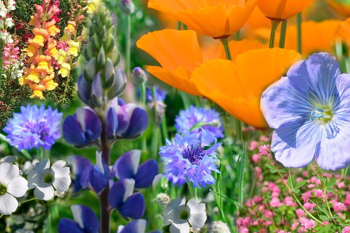 Produktbild Living Seeds Blumenmischung, Sommergarten (Blumenzwiebel)
