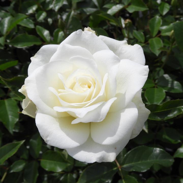 Produktbild Zulauf Strauchrose / Rosa (STR) 'Schneewittchen'® (120 cm)
