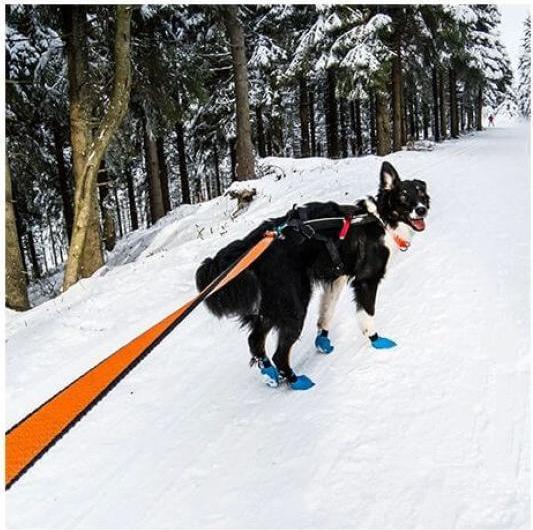 Produktbild Non-Stop Dogwear Bungee Leash Laufleine Zugleine (L, Hund, Hundesport)