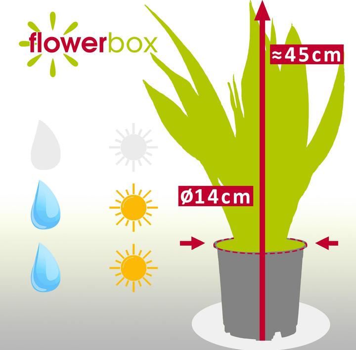 Immagine prodotto Flowerbox Canapa dell'arco - Sansevieria zeylanica (45 cm)