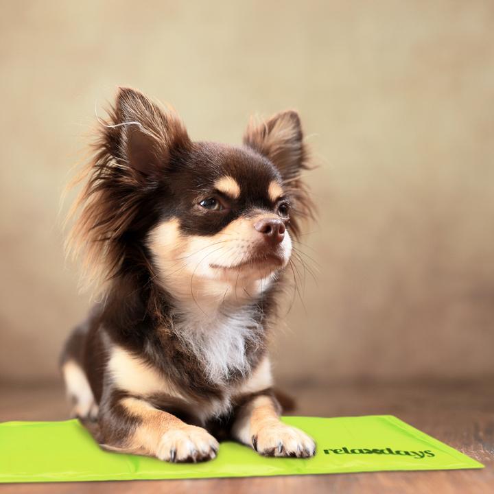 Immagine prodotto Relaxdays Tappetino refrigerante, cane (Cane)