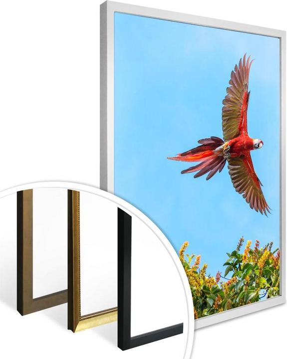 Produktbild Trenddeko Colombo – Papagei im Flug (100 x 120 cm)