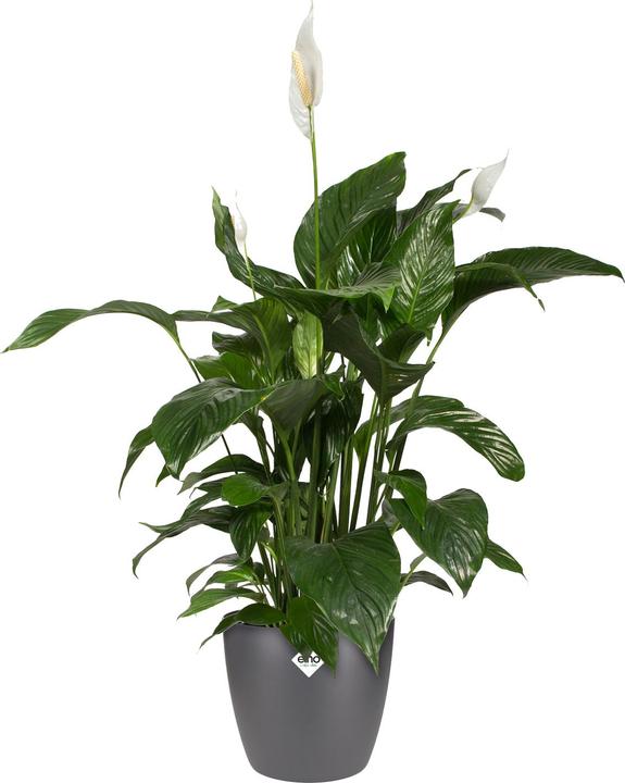 Actual product image Elho Brussels (22.30 cm)