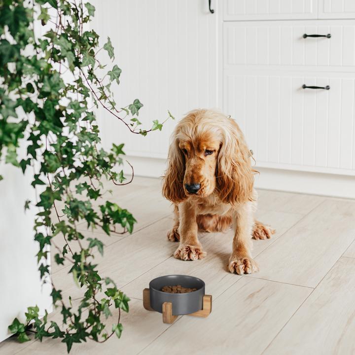 Immagine prodotto Relaxdays Ciotola-alzata per-cani (0.85 l)