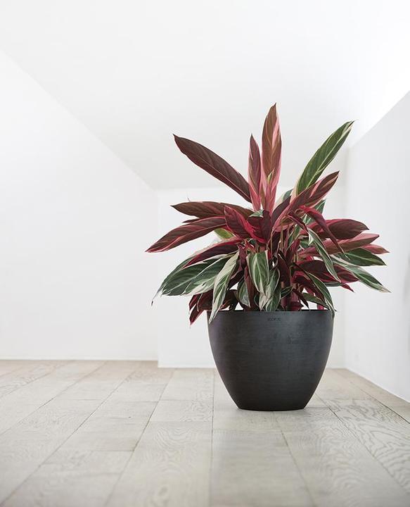 Actual product image Ecopots Antwerp (50 cm)
