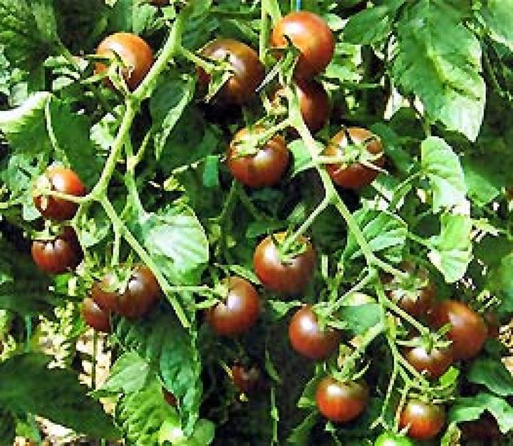 Immagine prodotto Sativa Pomodoro ciliegia Ciliegia nera (Bomba da seme)