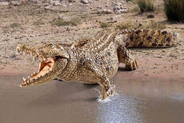 Immagine prodotto Schleich Coccodrillo