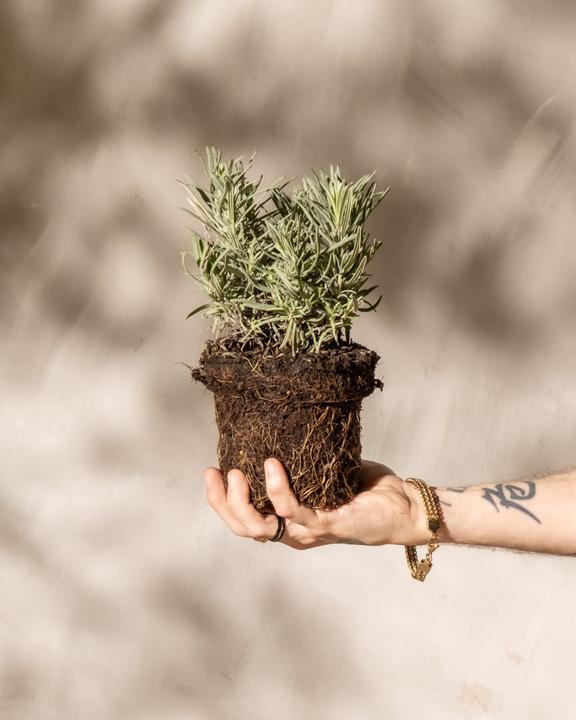 Actual product image feey Lavendel (15 cm, Animal friendly)