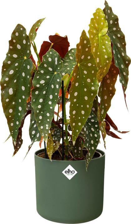 Image du produit Elho b.for soft (13.80 cm)