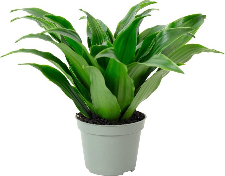 Produktbild Flowerbox Drachenbaum Janet Craig - Dracaena Deremensis Janet Craig (15 cm)