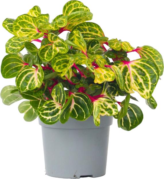 Immagine prodotto Plant in a Box Iresine Herbstii - Blutblatt (20 cm)