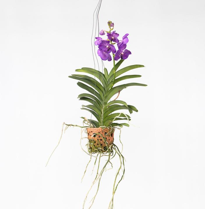 Produktbild Plant in a Box Vanda - Orchidee (50 cm)