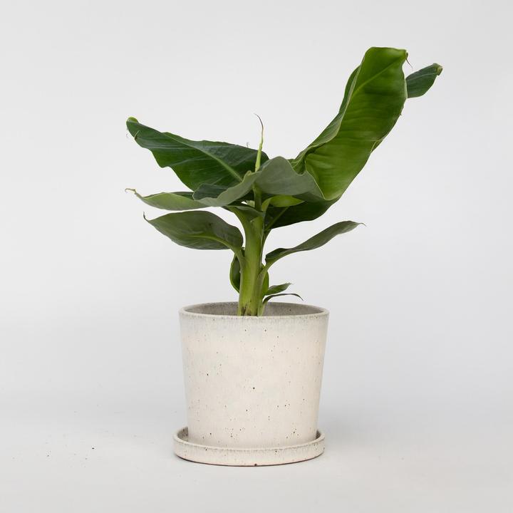 Immagine prodotto Plant in a Box Musa 'Oriental Dwarf' - (25 cm)