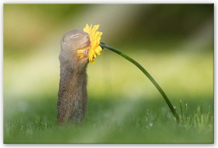 Immagine prodotto Trenddeko van Duijn - Gopher odora di fiori (120 x 75 cm)