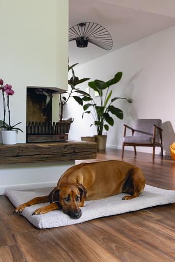 Immagine prodotto Beeztees Gabbia Ortopedica Bz Kiss Ito Lgr 121x7 (Cane)