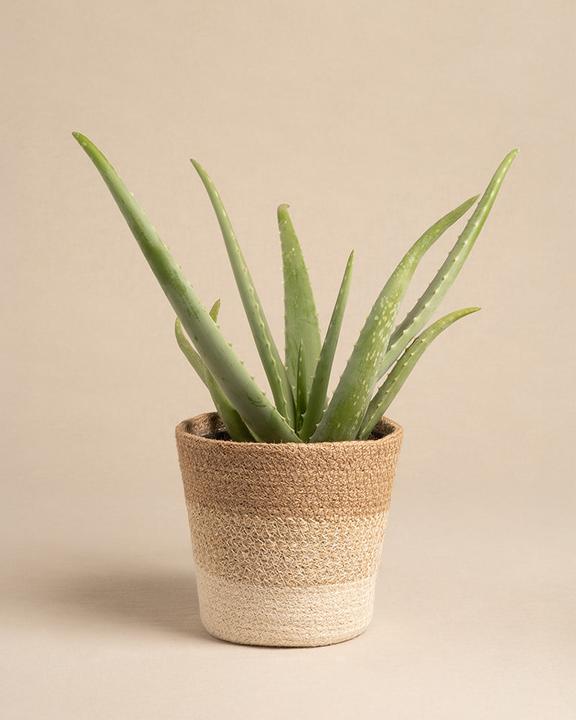Actual product image feey Pflanzenkorb aus Jute (17 cm)