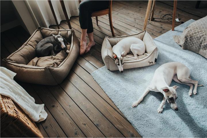 Image du produit Hunter Livingston (Chien)