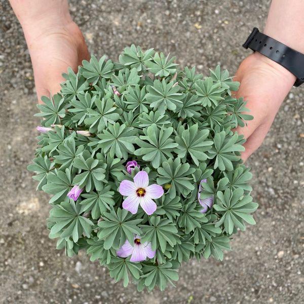 Produktbild Säntispracht 3 er Set, Der Berg-Sauerklee, einen Steingarten-Rarität - Oxalis adenophylla (15 cm)