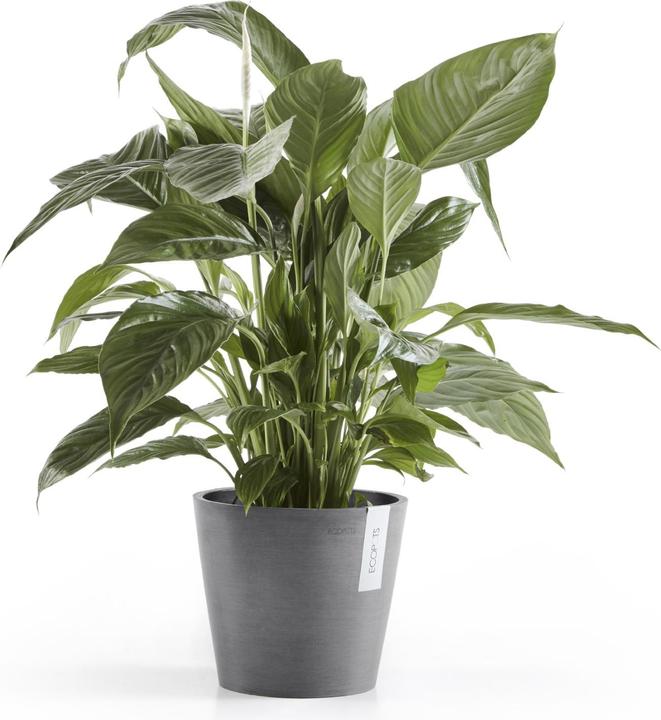 Actual product image Ecopots Amsterdam (20 cm)