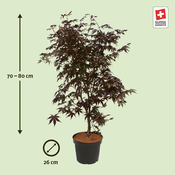 Produktbild Zulauf Japanischer Fächer-Ahorn / Acer palmatum 'Bloodgood' (80 cm)