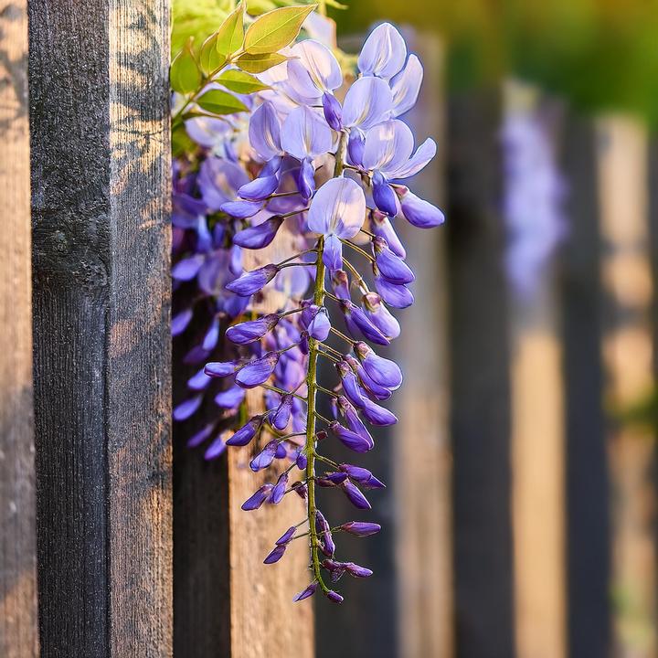 Produktbild Plant in a Box Wisteria sinensis - 6er Set Blauregen (25 cm)