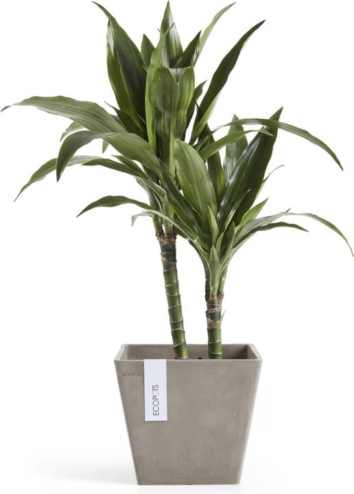 Produktbild Ecopots Rotterdam (20 cm)