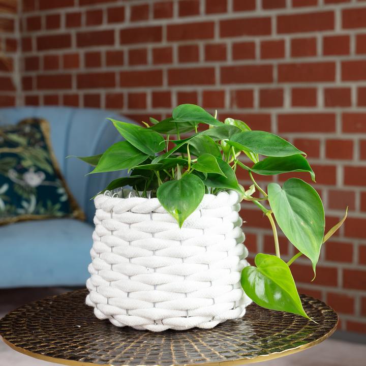 Image du produit Flowerbox Philodendron Scandens (20 cm)