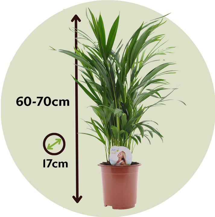 Image du produit Plant in a Box Dypsis Lutescens - Set de 4 palmiers à fruits d'or Areca (60 cm)