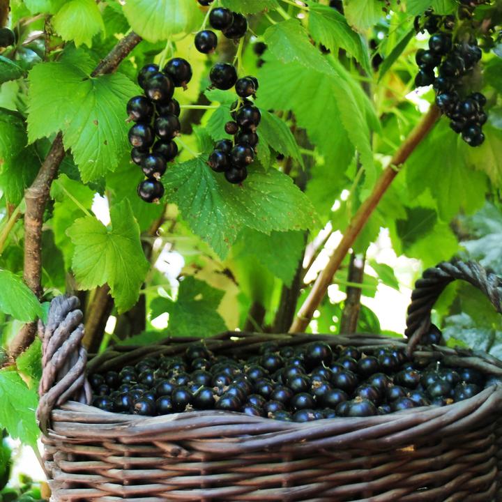 Produktbild Plant in a Box Ribes nigrum Titania - 2er Set Schwarze Johannisbeere (90 cm)