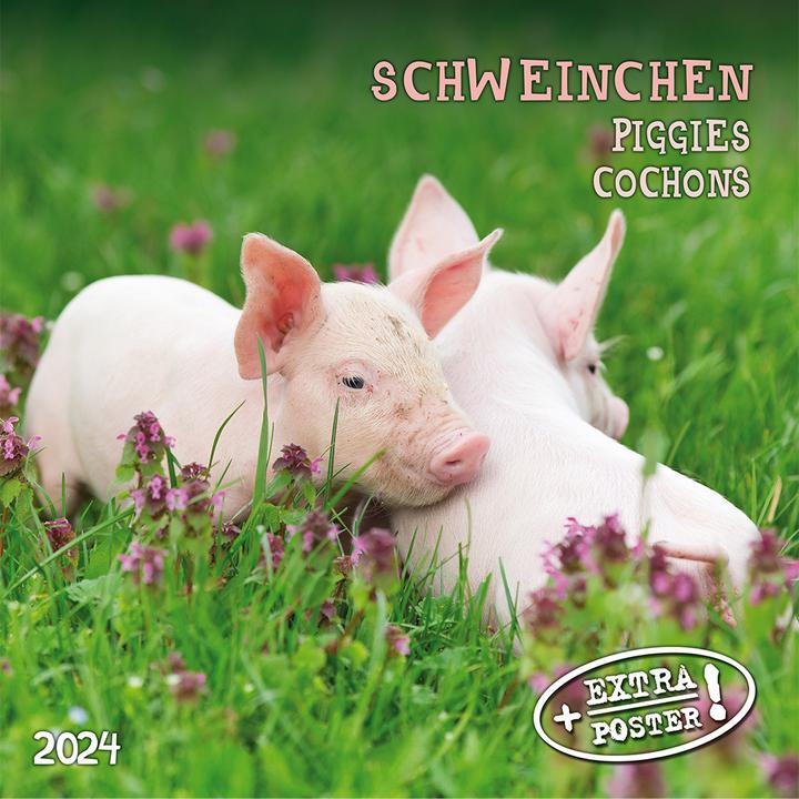 Actual product image Piggies/Piglets 2024 (Hardcover, Spanish, French, Czech, Italian, Dutch, Polish, German, English)