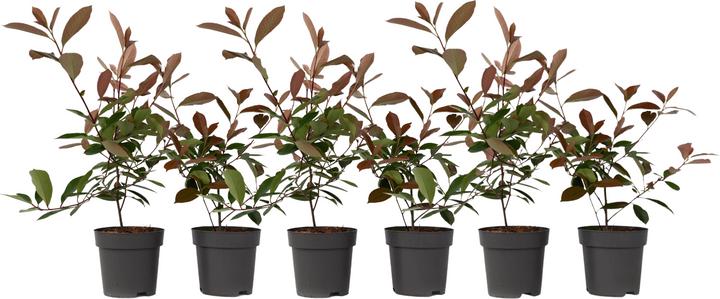 Produktbild Plant in a Box Photinia fraseri Red Robin - 6er Set Glanzmispel Pflanze (30 cm)