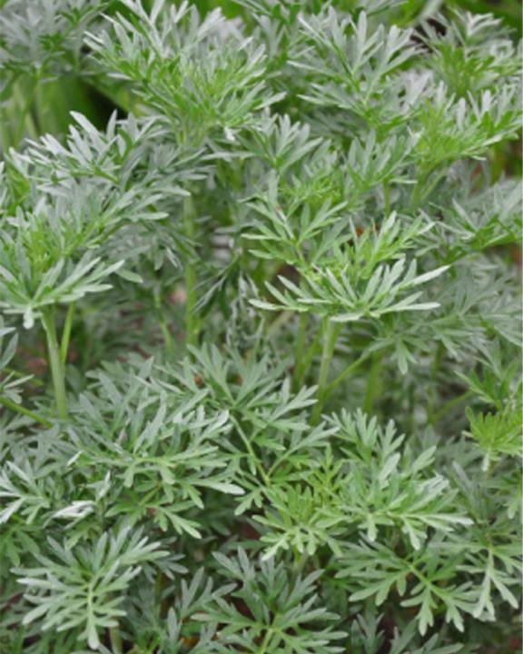 Immagine prodotto Tropica Assenzio - Assenzio (Artemisia absinthum) (Semi di erbe)