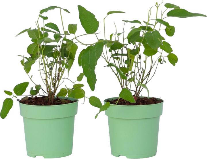 Plant in a Box Eucalyptus Citriodora - Eukalyptus (35 cm)