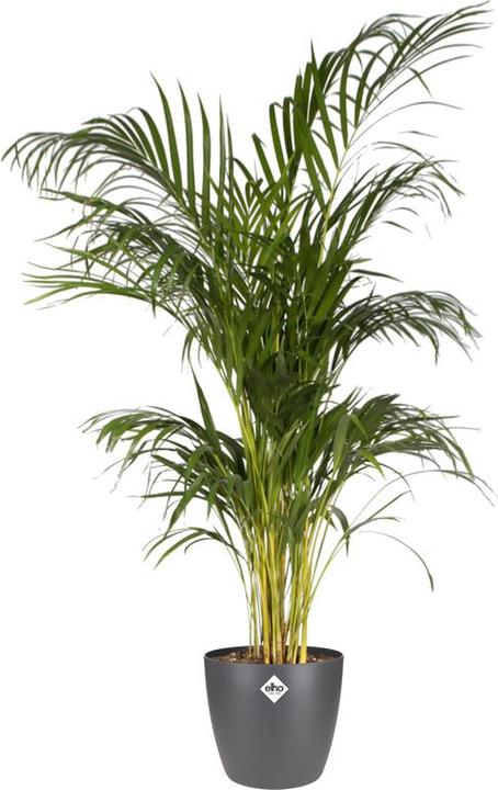 Produktbild Elho Brussels (20 cm)