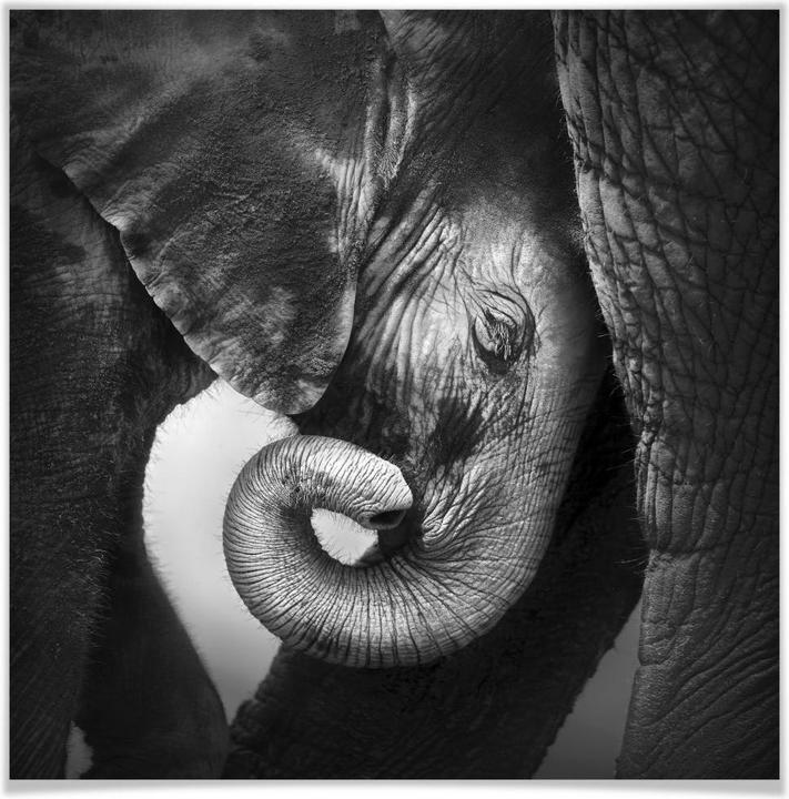 Immagine prodotto Trenddeko Il cucciolo di elefante (100 x 100 cm)